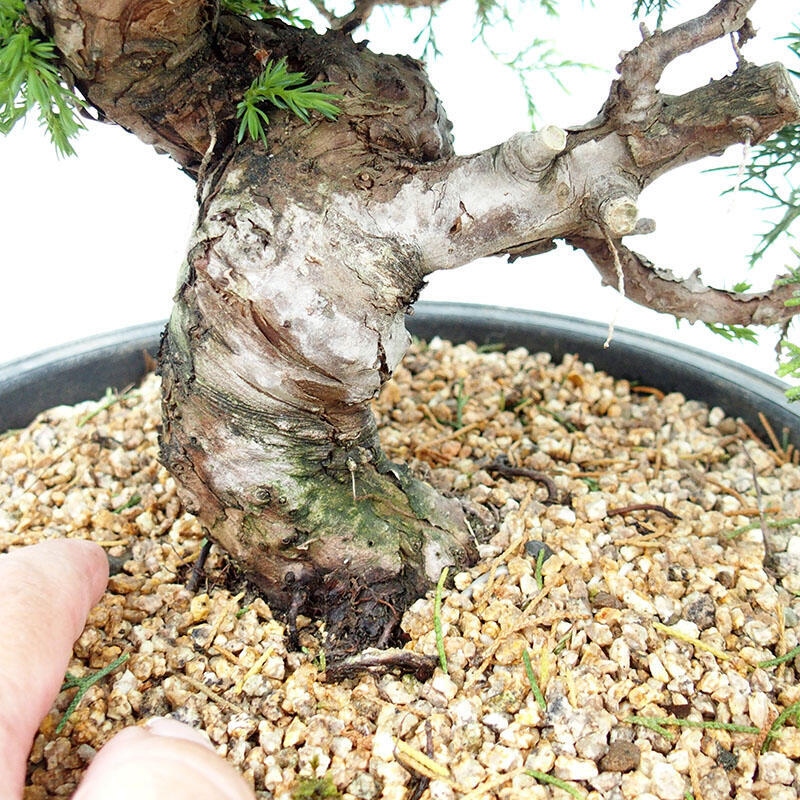 Bonsai voor buiten - Juniperus chinensis Itoigawa-Juniperus chinensis