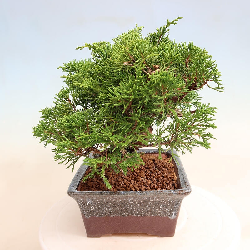 Bonsai voor buiten - Juniperus chinensis Itoigawa