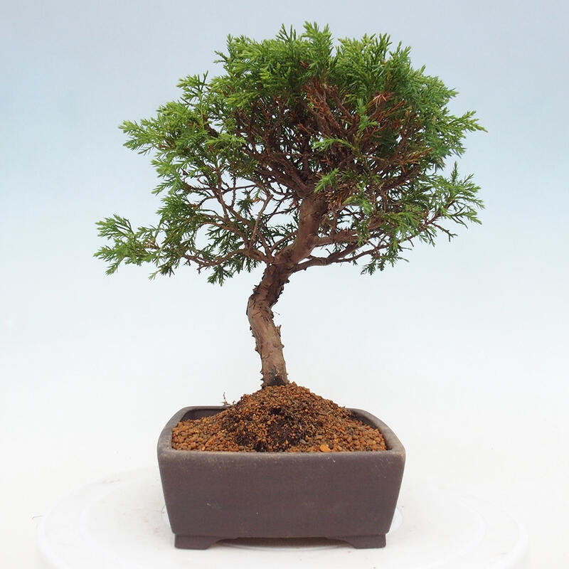 Bonsai voor buiten - Juniperus chinensis Itoigawa