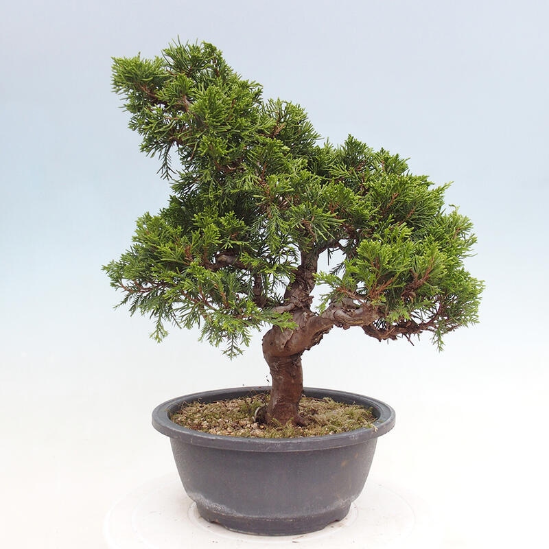 Bonsai voor buiten - Juniperus chinensis Itoigawa