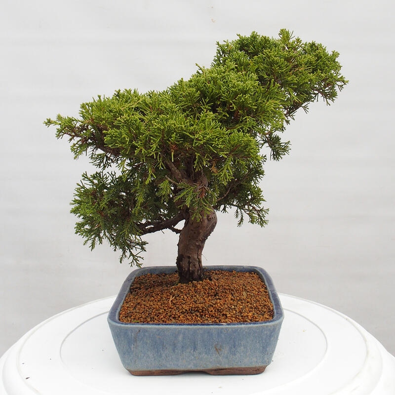 Bonsai voor buiten - Juniperus chinensis Itoigawa