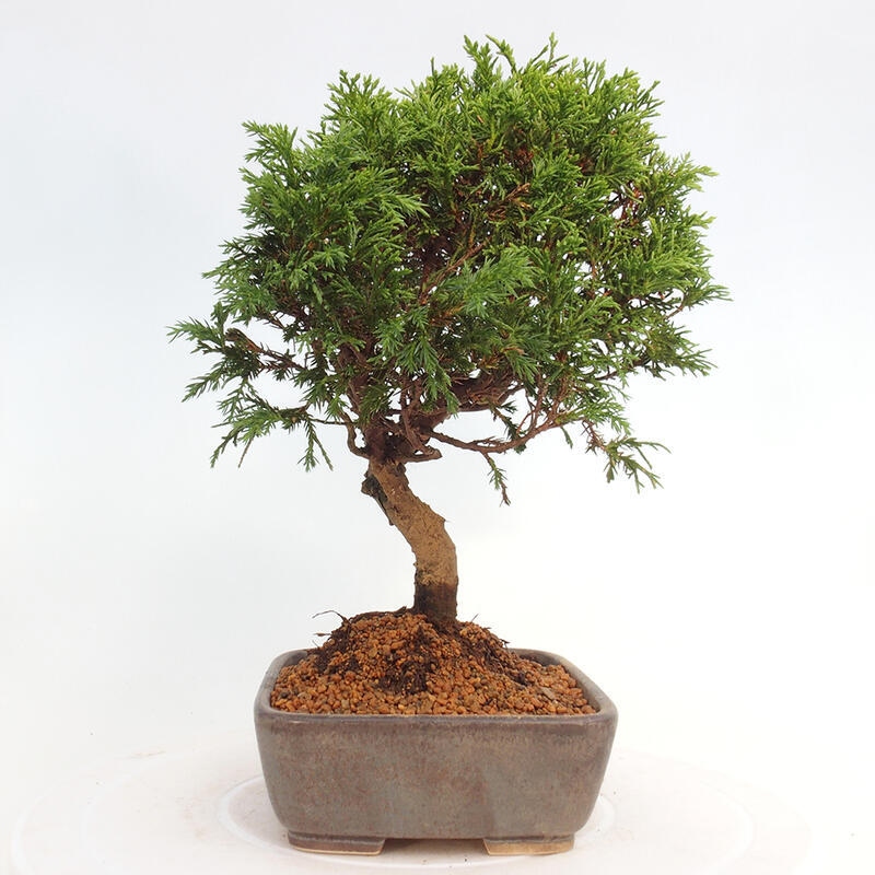 Bonsai voor buiten - Juniperus chinensis Itoigawa