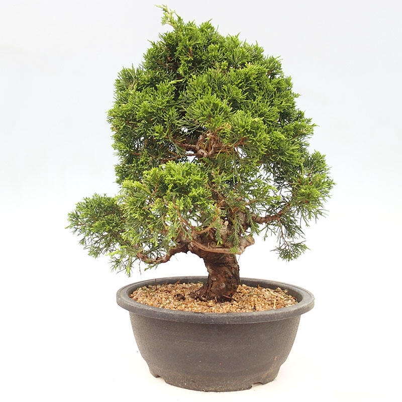 Bonsai voor buiten - Juniperus chinensis Itoigawa-Juniperus chinensis