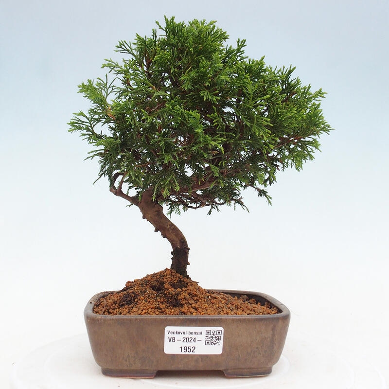 Bonsai voor buiten - Juniperus chinensis Itoigawa