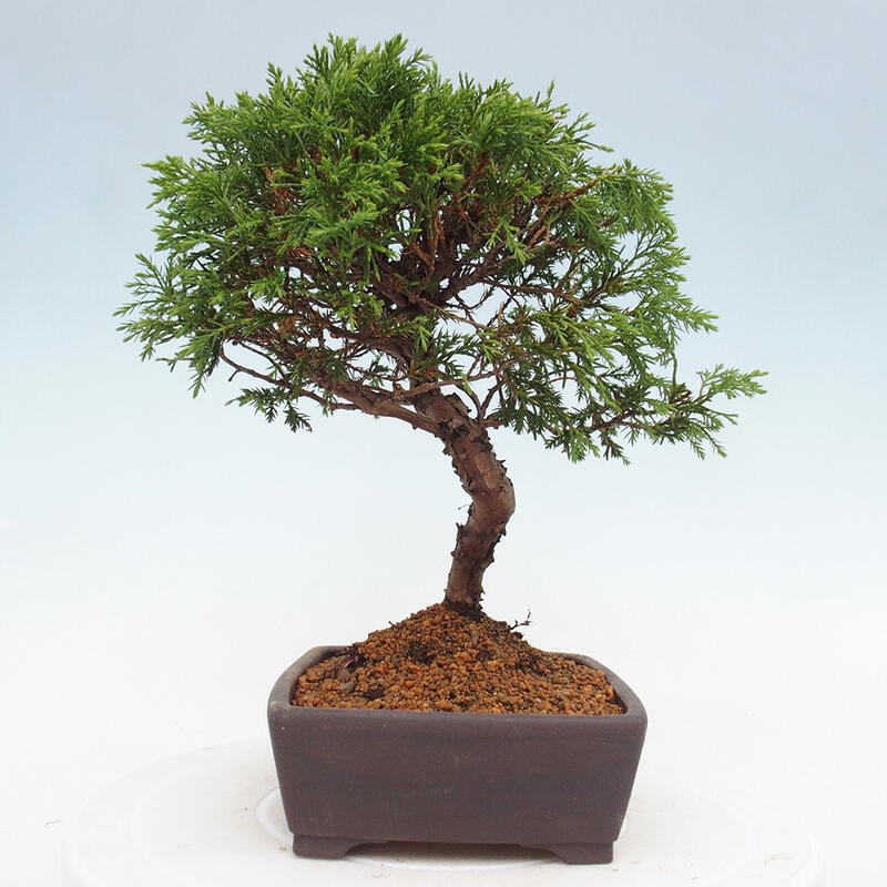 Bonsai voor buiten - Juniperus chinensis Itoigawa