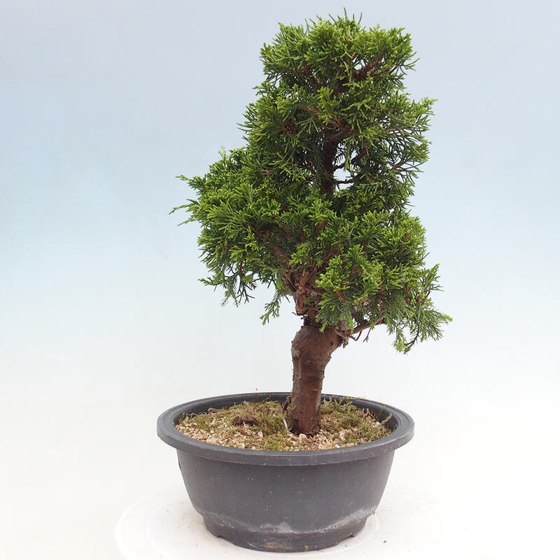 Bonsai voor buiten - Juniperus chinensis Itoigawa