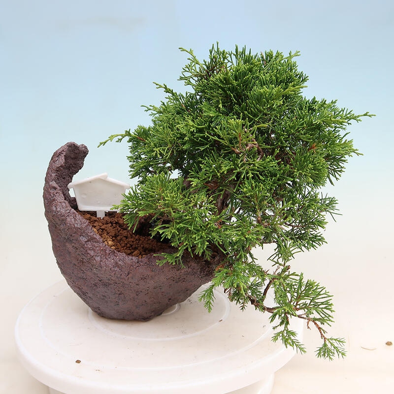 Bonsai voor buiten - Juniperus chinensis Itoigawa