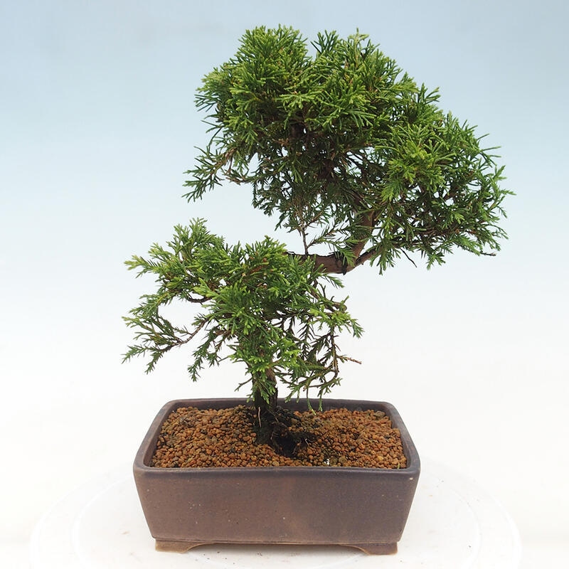 Bonsai voor buiten - Juniperus chinensis Itoigawa