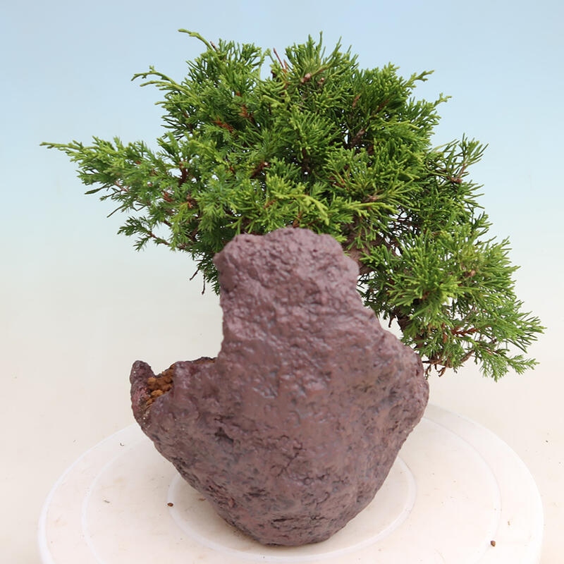 Bonsai voor buiten - Juniperus chinensis Itoigawa