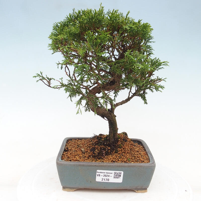 Bonsai voor buiten - Juniperus chinensis Itoigawa
