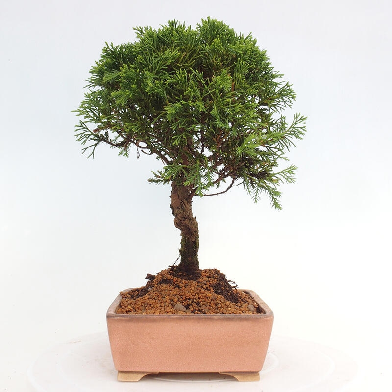Bonsai voor buiten - Juniperus chinensis Itoigawa