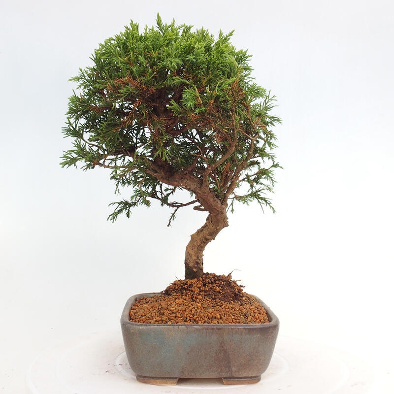 Bonsai voor buiten - Juniperus chinensis Itoigawa