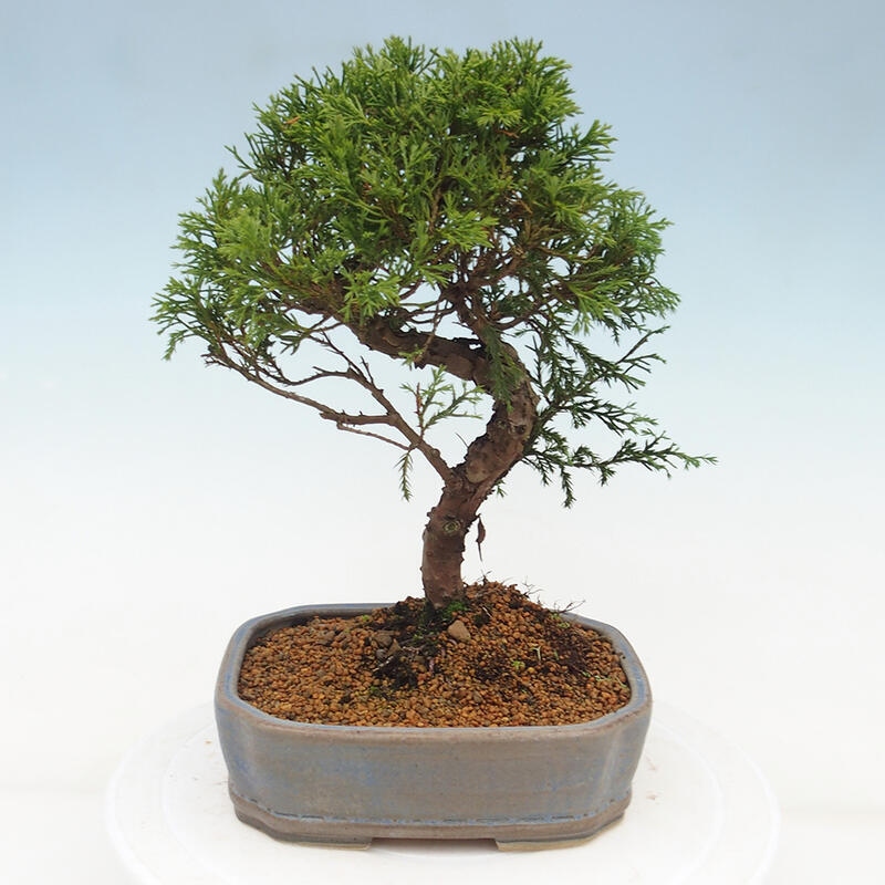 Bonsai voor buiten - Juniperus chinensis Itoigawa