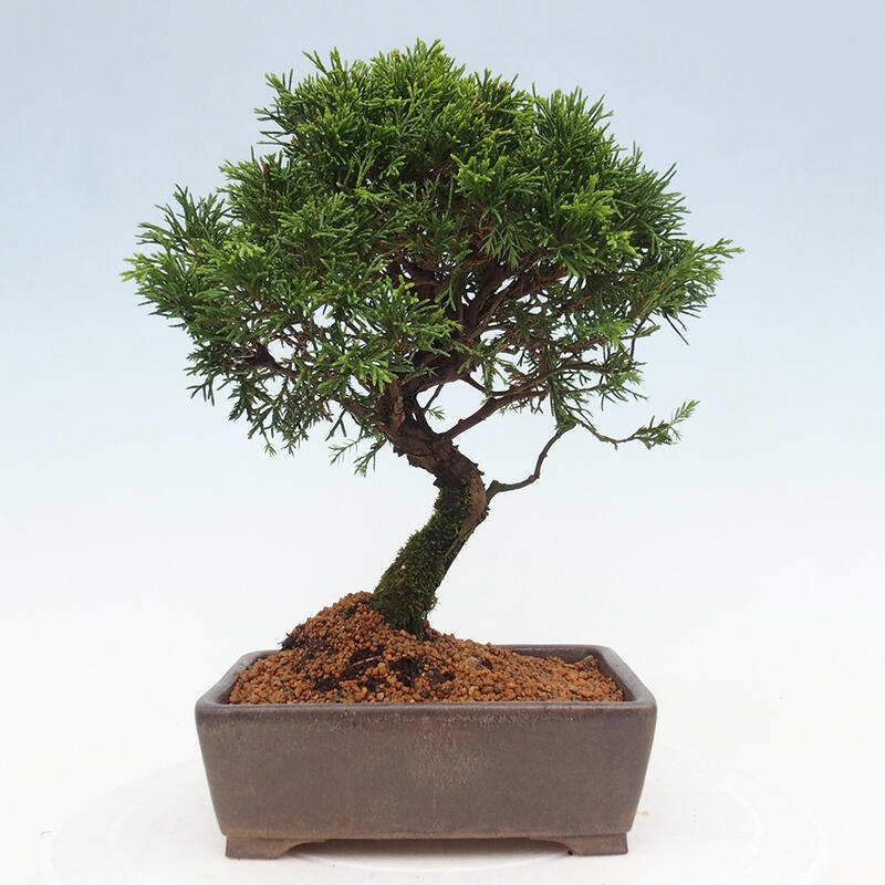 Bonsai voor buiten - Juniperus chinensis Itoigawa