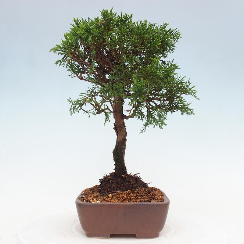 Bonsai voor buiten - Juniperus chinensis Itoigawa