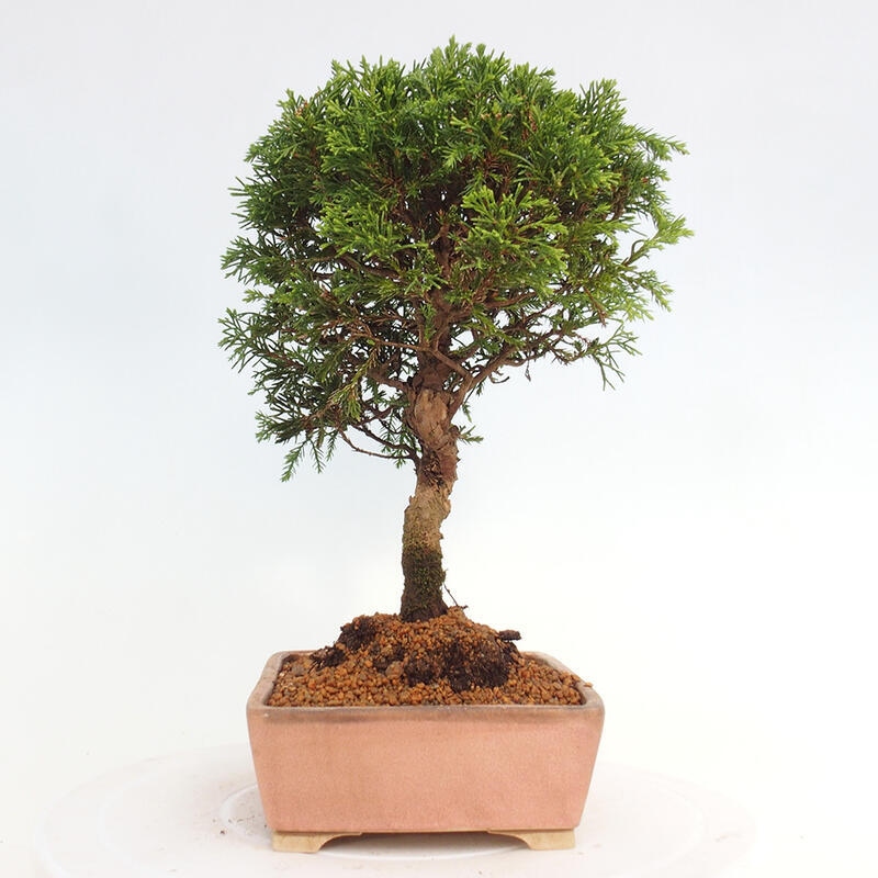 Bonsai voor buiten - Juniperus chinensis Itoigawa