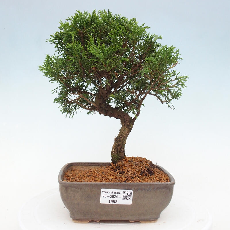 Bonsai voor buiten - Juniperus chinensis Itoigawa