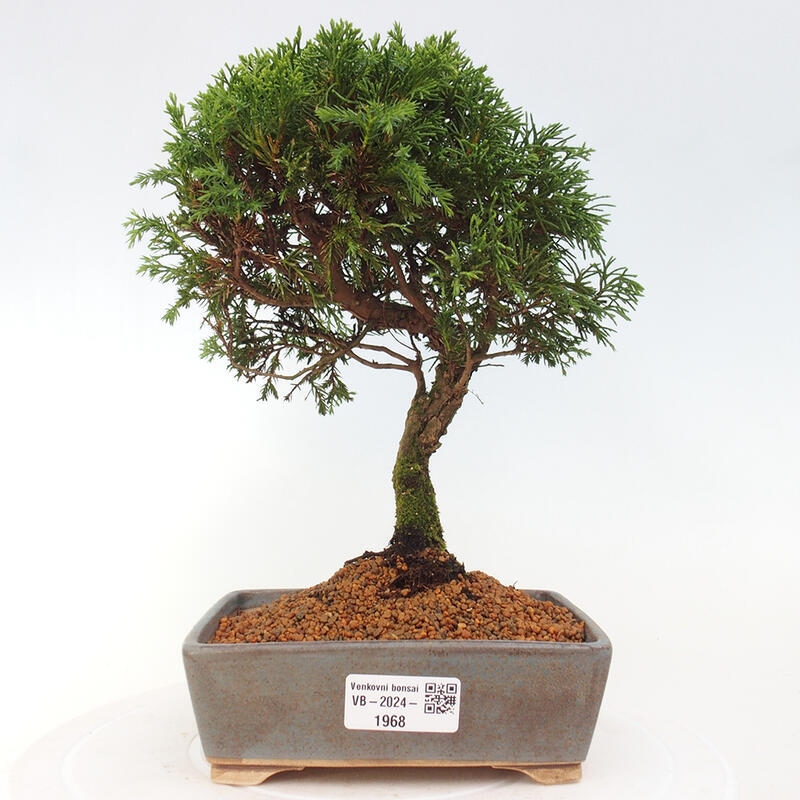 Bonsai voor buiten - Juniperus chinensis Itoigawa