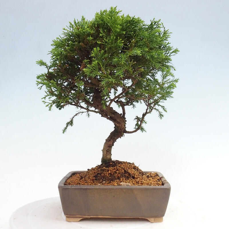 Bonsai voor buiten - Juniperus chinensis Itoigawa