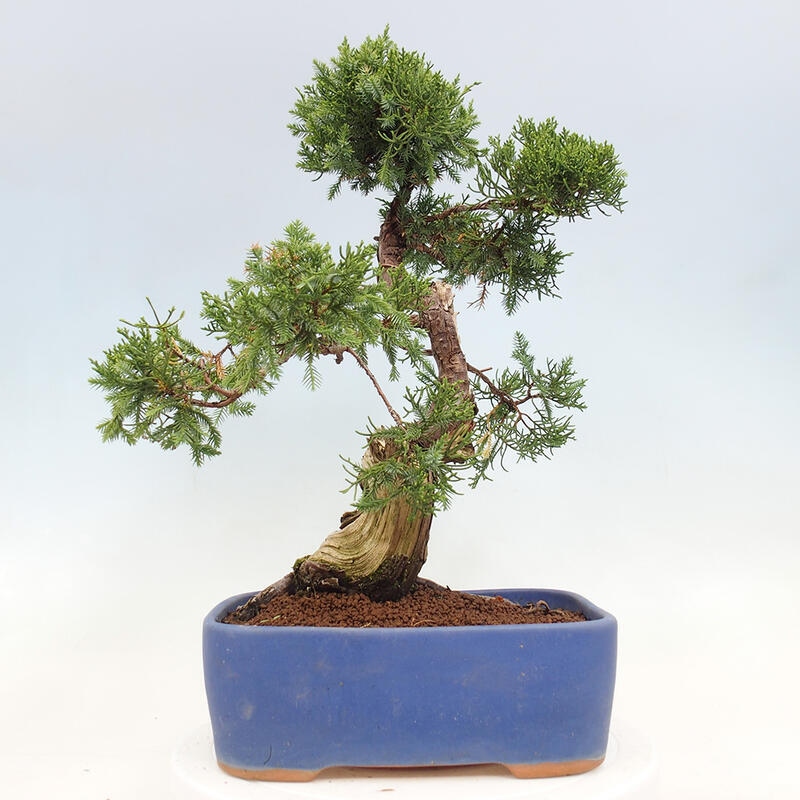 Bonsai voor buiten - Juniperus chinensis Itoigawa-Juniperus chinensis