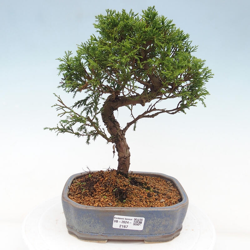 Bonsai voor buiten - Juniperus chinensis Itoigawa