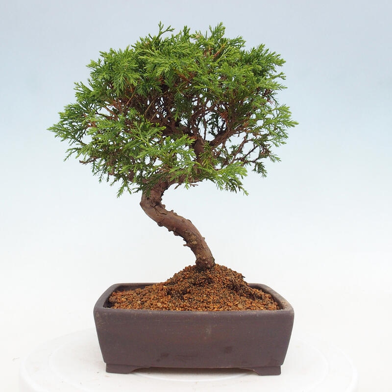 Bonsai voor buiten - Juniperus chinensis Itoigawa