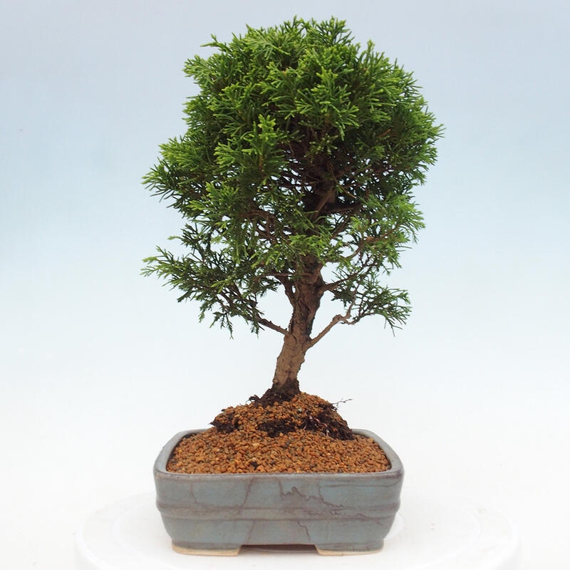 Bonsai voor buiten - Juniperus chinensis Itoigawa