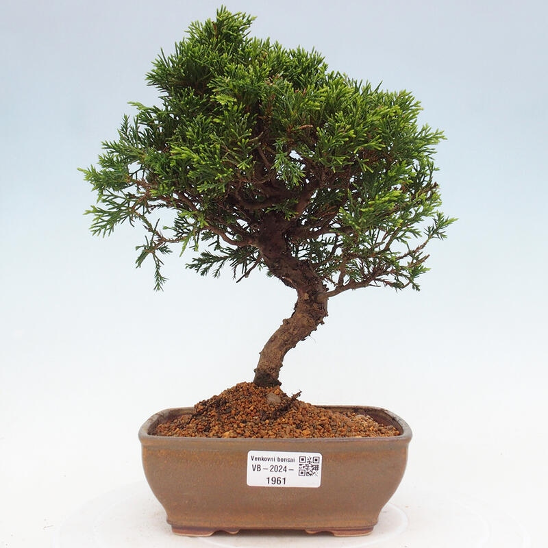 Bonsai voor buiten - Juniperus chinensis Itoigawa