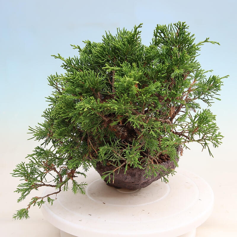 Bonsai voor buiten - Juniperus chinensis Itoigawa