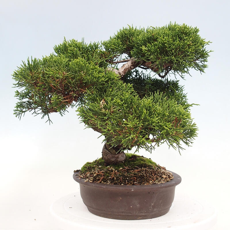 Bonsai voor buiten - Juniperus chinensis Itoigawa-Juniperus chinensis