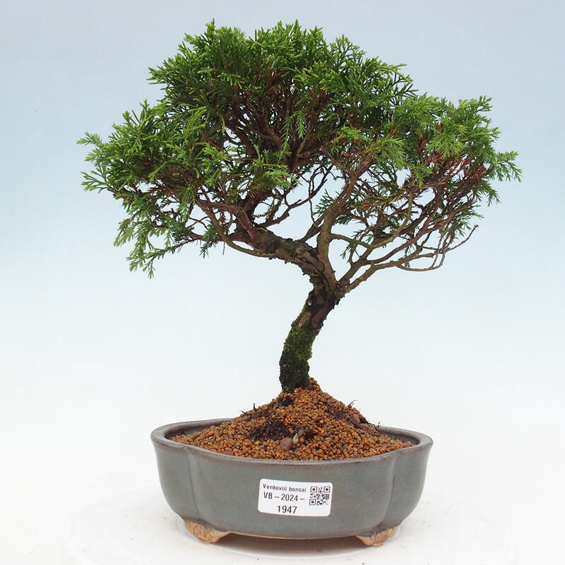 Bonsai voor buiten - Juniperus chinensis Itoigawa