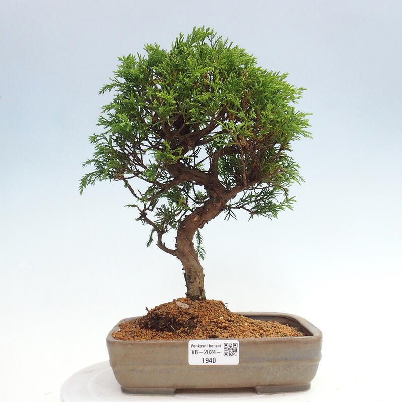 Bonsai voor buiten - Juniperus chinensis Itoigawa