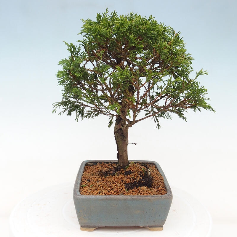 Bonsai voor buiten - Juniperus chinensis Itoigawa