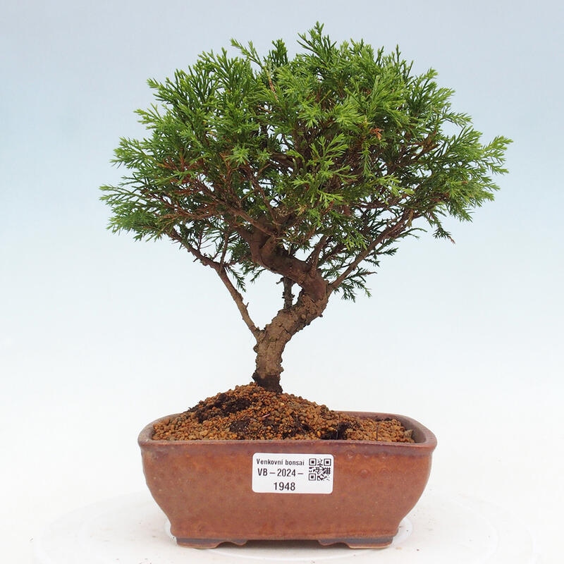Bonsai voor buiten - Juniperus chinensis Itoigawa