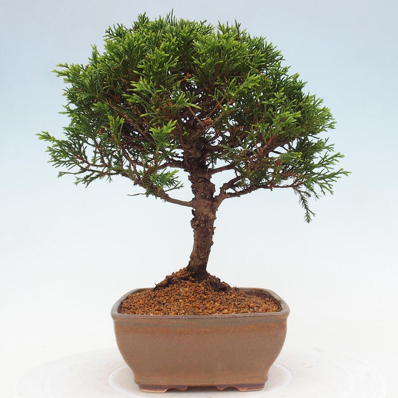 Bonsai voor buiten - Juniperus chinensis Itoigawa
