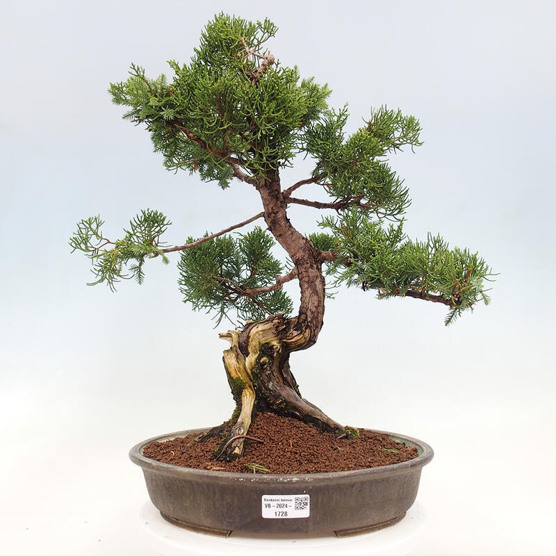 Bonsai voor buiten - Juniperus chinensis Itoigawa-Juniperus chinensis