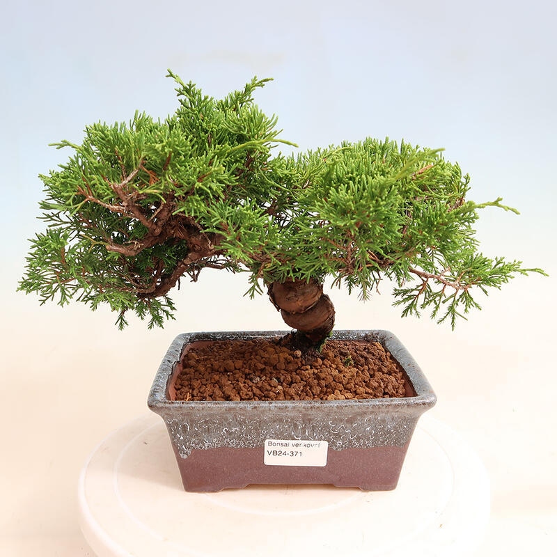 Bonsai voor buiten - Juniperus chinensis Itoigawa