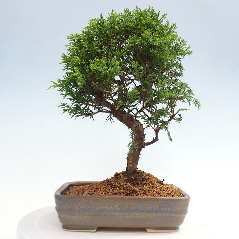 Bonsai voor buiten - Juniperus chinensis Itoigawa