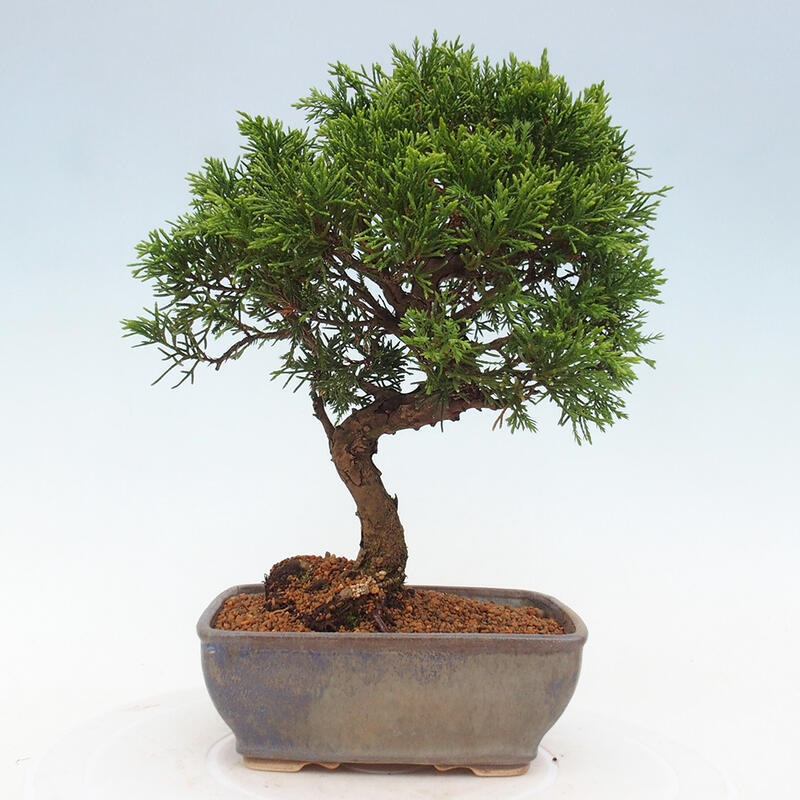 Bonsai voor buiten - Juniperus chinensis Itoigawa