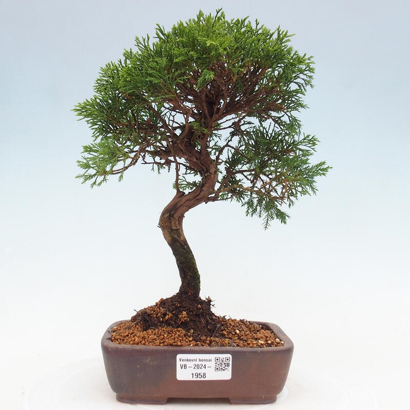 Bonsai voor buiten - Juniperus chinensis Itoigawa