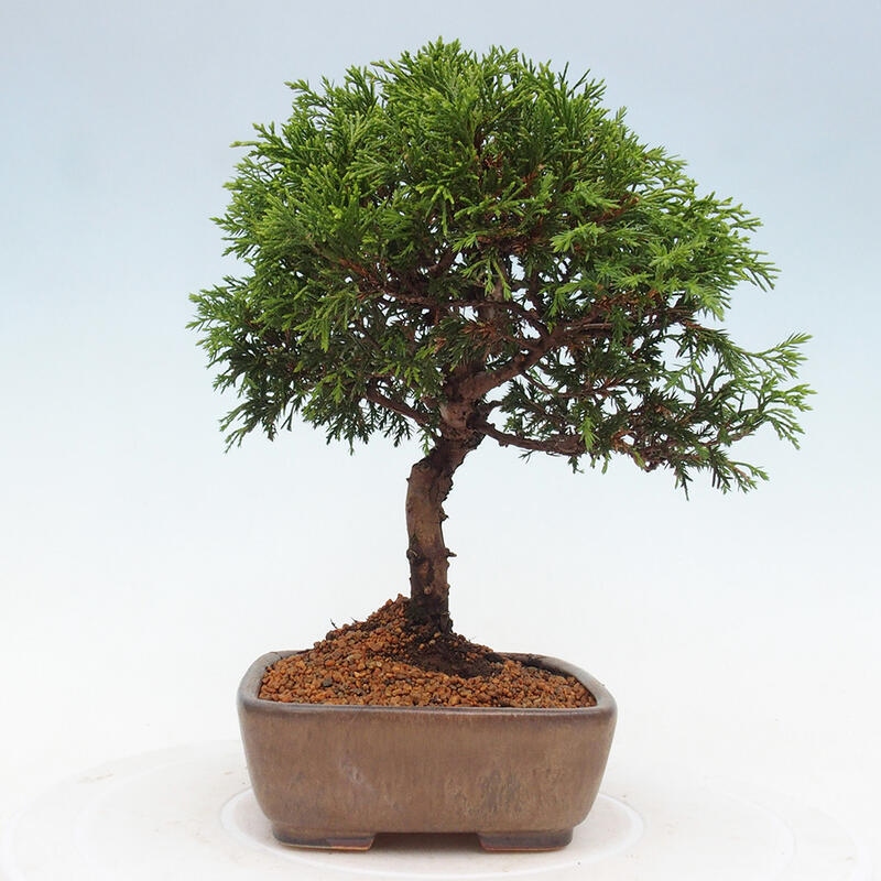 Bonsai voor buiten - Juniperus chinensis Itoigawa