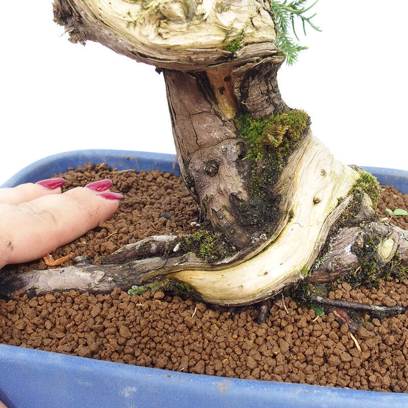 Bonsai voor buiten - Juniperus chinensis Itoigawa-Juniperus chinensis