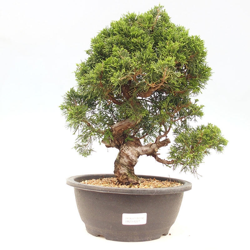 Bonsai voor buiten - Juniperus chinensis Itoigawa-Juniperus chinensis