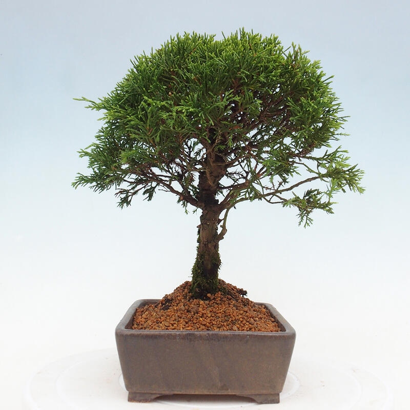Bonsai voor buiten - Juniperus chinensis Itoigawa