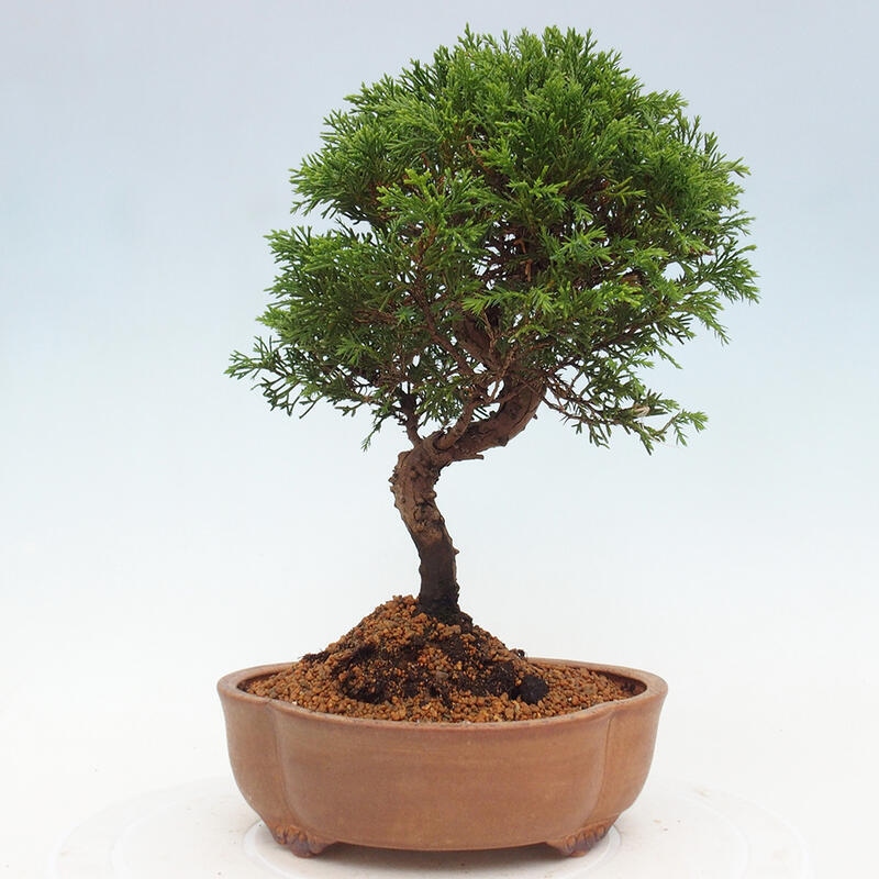 Bonsai voor buiten - Juniperus chinensis Itoigawa