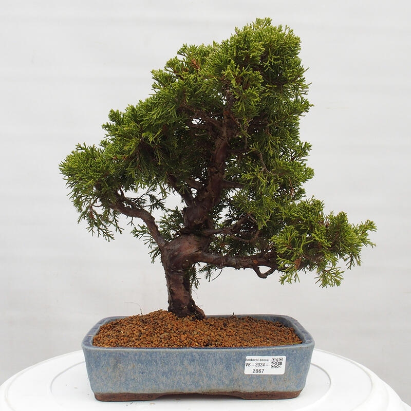 Bonsai voor buiten - Juniperus chinensis Itoigawa