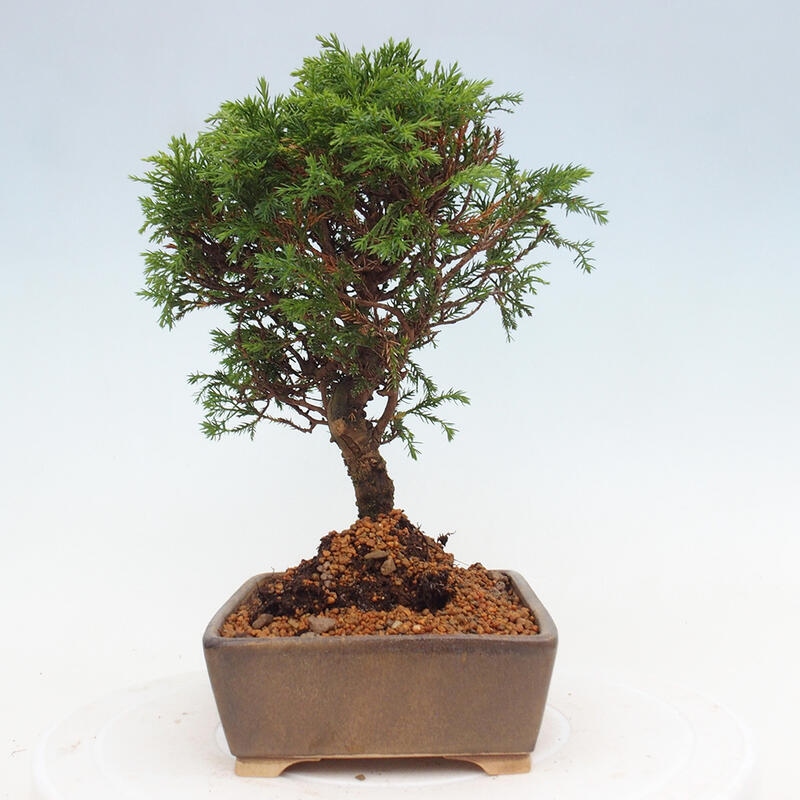 Bonsai voor buiten - Juniperus chinensis Itoigawa