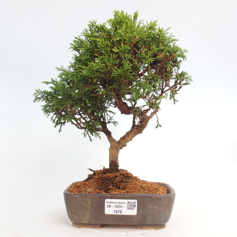 Bonsai voor buiten - Juniperus chinensis Itoigawa