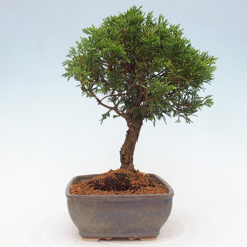 Bonsai voor buiten - Juniperus chinensis Itoigawa