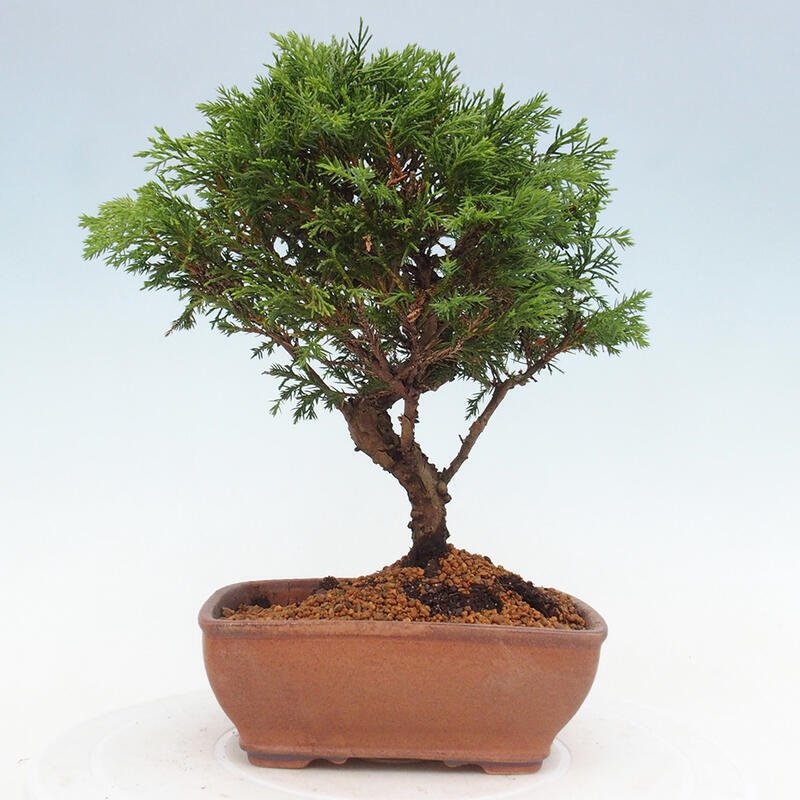 Bonsai voor buiten - Juniperus chinensis Itoigawa